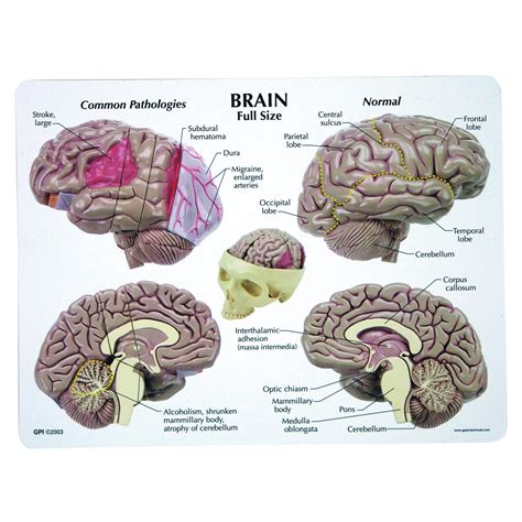 brain model   human brain models models  human brain brain teaching models