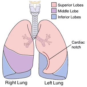 indentation   medial aspect   lung babybearartdrawing