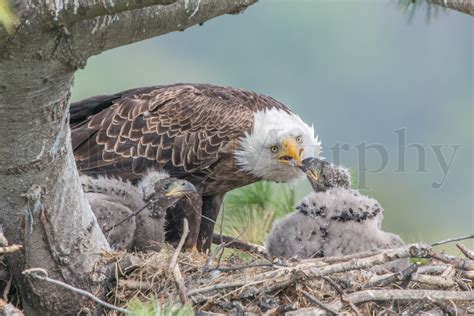 Bald Eagle Chick Spreading Wings – Tom Murphy Photography