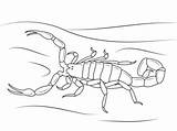Scorpion Bark Scorpions Coloringhome Escorpión Invertebrate sketch template