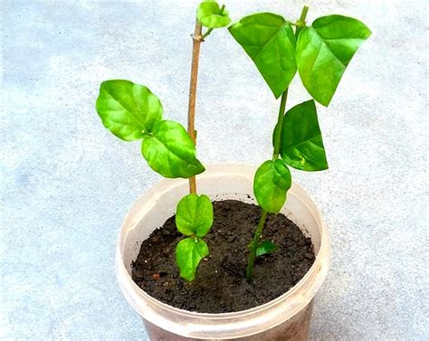 easy  grow plants  stem cuttings  monsoon plants insider