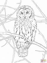 Owl Coloring Hoot Pages Printable Drawings Drawing Color Owls Designlooter Public 1536 2048px 58kb sketch template