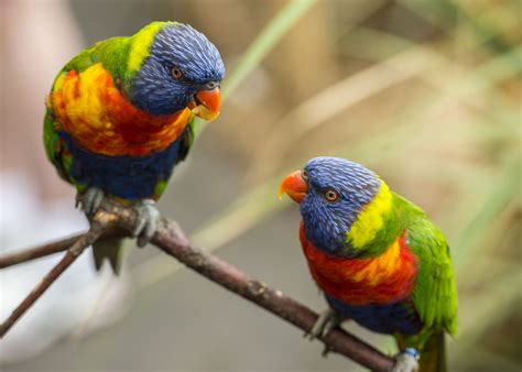 top brightly colored pet birds