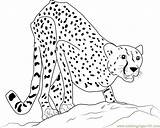 Cheetah Chester Hunting Coloringpages101 sketch template