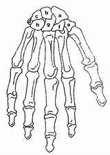 Carpals Tarsals Answers Teaching Physiology Skeletal sketch template