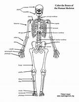 Coloring Skeleton Labeled Anatomy Exploringnature Pdf Support Below Sponsors Wonderful Please sketch template
