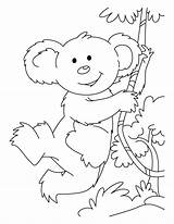 Koala Coloring Kids Pages Printable Animal sketch template