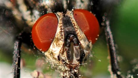 secret math  fly eyes  overhaul robot vision wired