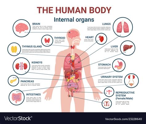 human body internal organs and parts info poster vector