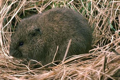 vole   mole  mossy tree llc