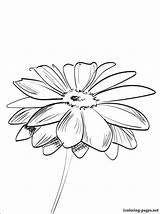 Gerbera Coloring Pages Daisy Getdrawings sketch template