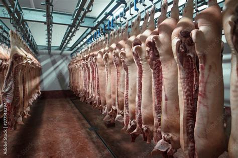 meat industry cold storage area  food processing plant  pig carcass cut   hanging