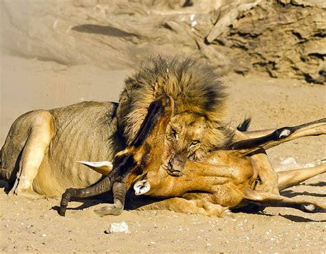 lion kills hartebeest animals eating animals pictures pics