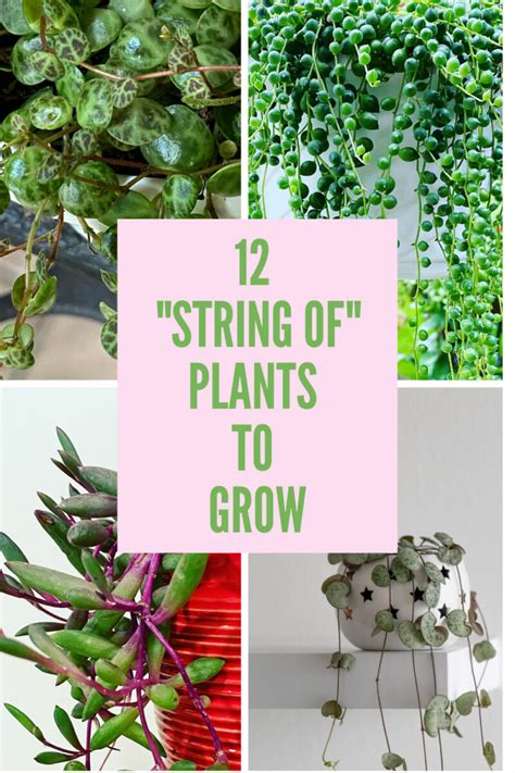 amazing string  plants  add   collection