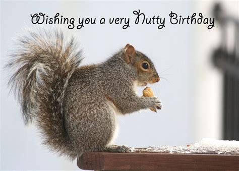 happy birthday squirrel song atannalee happy birthday funny ecards funny happy birthday