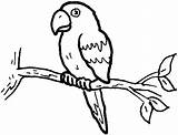 Parrot Coloring Pages Amazon Colour Printable Clipart Little Color Adults Drawing Sheet Cartoon Baby Kids Designlooter Cute Procoloring Getdrawings 24kb sketch template
