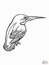 Coloring Kingfisher Eisvogel Kolorowanki Fiume Ausmalbild Disegni Zimorodek Pescatore Supercoloring Ptak Kolorowanka Bambini Ausdrucken Druku sketch template