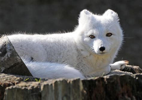 white fox  hikingnorth  deviantart