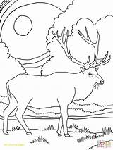 Elk Coloring Pages Bull Getdrawings sketch template