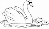 Cisnes Cisne Swan Cygne Desenhar Atividade Aves Counting sketch template