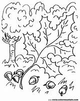 Oak Coloring Pages Leaf Tree Vines Drawing Template Leaves Getdrawings Getcolorings Printable Colorings sketch template