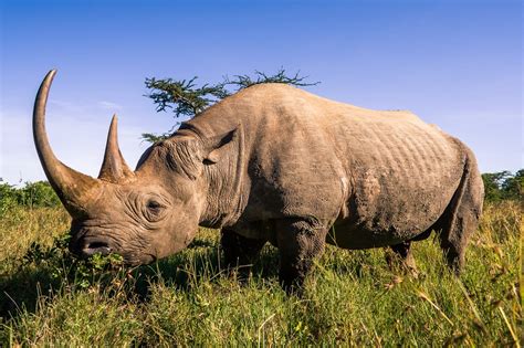 el rinoceronte negro se recupera ligeramente gracias  los esfuerzos de