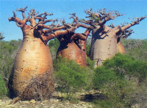 baobab  madagascar