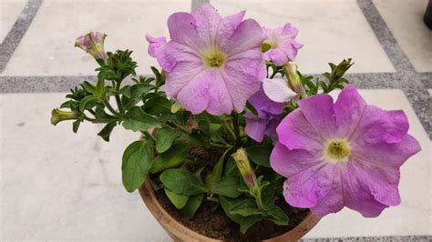 petunia plant care hindi   grow care petunia plant  pots