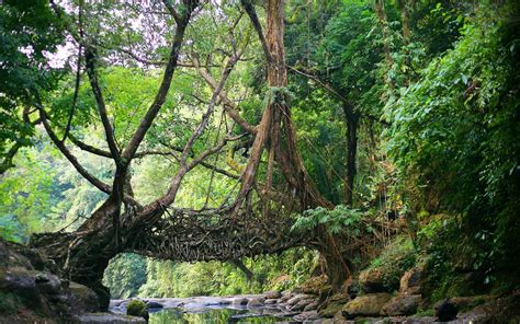 nature india bridge river jungles roots trees
