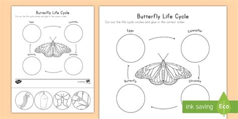 butterfly life cycle cut  paste activity science twinkl