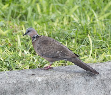 pictures  information  spotted dove