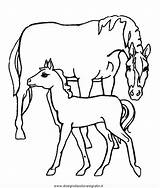 Cavallo sketch template