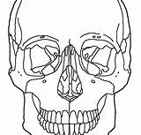 Coloring Skull Pages Anatomy Skeleton Kids Color Getcolorings Printable sketch template