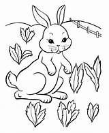 Rabbit Bunny Coloring Drawing Printable Pages Kids Comments sketch template