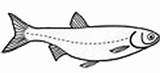 Minnow Clipart Clipartpanda Terms Coloring Pages sketch template