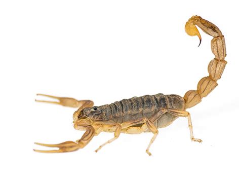 deadly scorpion venom reveals pain protein structure carver college  medicine