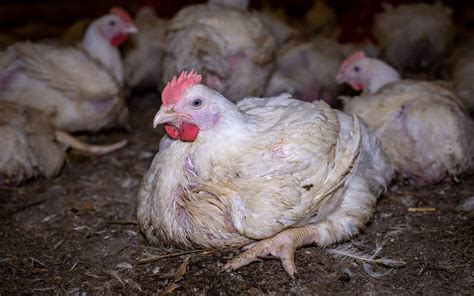 What Are Broiler Chickens And How Long Do They Live