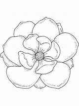 Magnolia Coloring Pages Drawing Flower Template Sketch Flowers Print Lily Getdrawings Color Draw Recommended sketch template