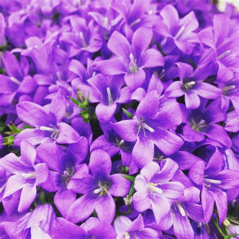 purple flowers  photo  freeimages