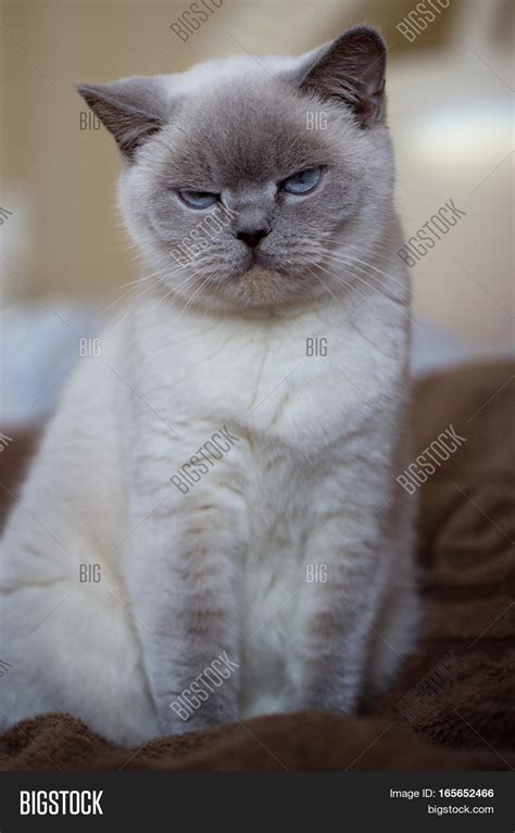 british white cat image photo  trial bigstock