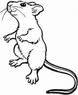 Mouse Drawing Cute Color Coloring Mice Pages Clipart Rat Advertisement sketch template
