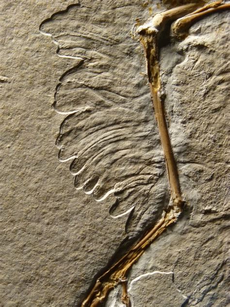ancient bird archaeopteryx s feathery details revealed by fossil cbc news