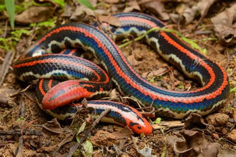 jenis ular berbisa  indonesia jenisnet