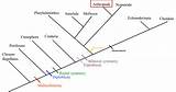 Tree Phylogenetic Classification Mantis Synapomorphies Phylum Different Animal Each Bioweb Bio203 Uwlax Edu sketch template