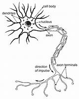 Nerve Neuron Nerves Npr Nervous Gcse Neurons Explain Aware Literally Twitchy Epilepsy sketch template
