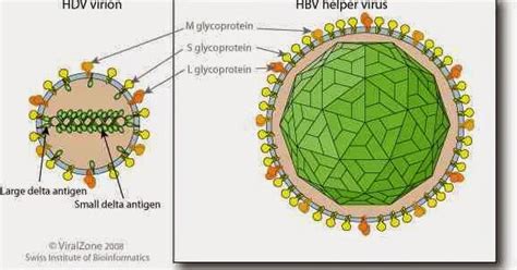 hepatitis d hepatitis d symptoms hepatitis c vaccine hepatitis d causes ~ infectious diseases