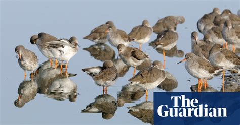 wetland bird survey reveals wading birds in decline in pictures
