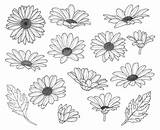 Daisy Drawing Flower Svg Flowers Clipart Tattoos Drawings Illustration Silhouette Graphics Designs Vector Etsy Daisies Tattoo Sketches Floral Digital Logo sketch template