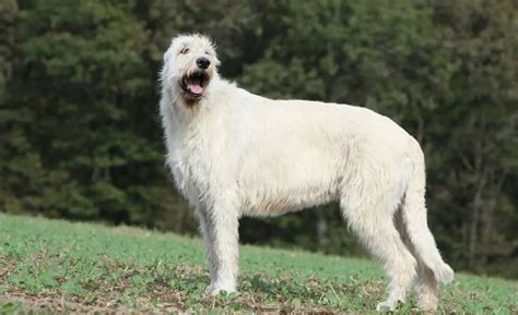large dog breeds  long hair