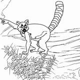 Lemur Coloring Pages Cartoon Madagascar Nine Real Kids sketch template